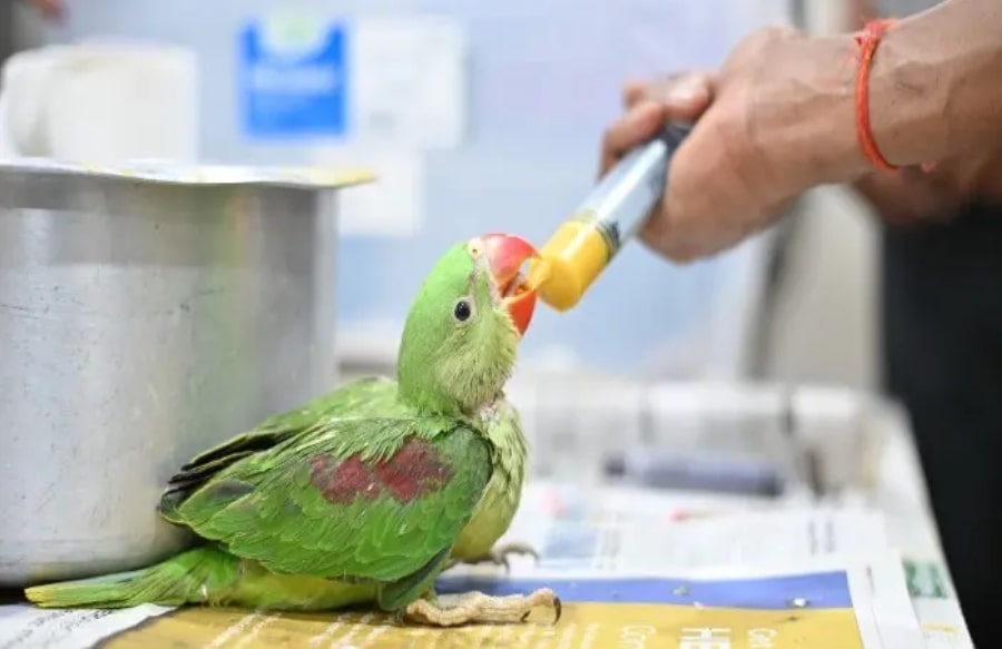 hranjenje papige