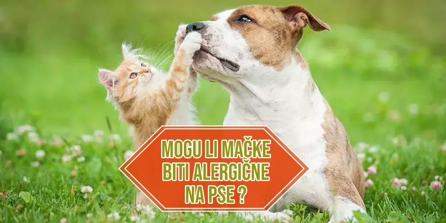 mogu li mačke biti alergične na pse_