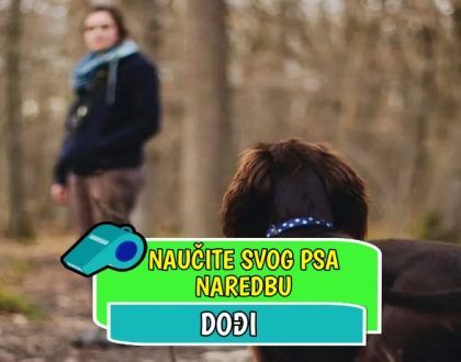Naučite psa naredbu dođi