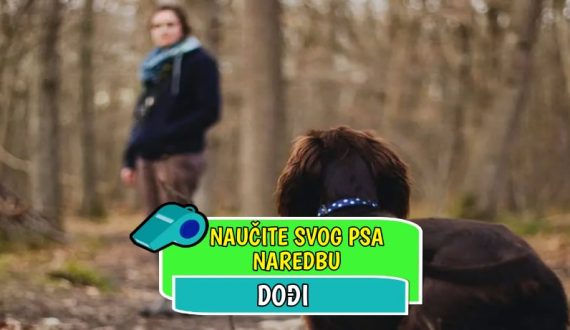 Naučite psa naredbu dođi