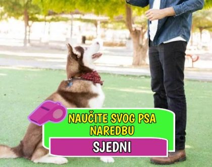 Naučite svog psa naredbu sjedni_