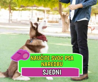 Naučite svog psa naredbu sjedni_