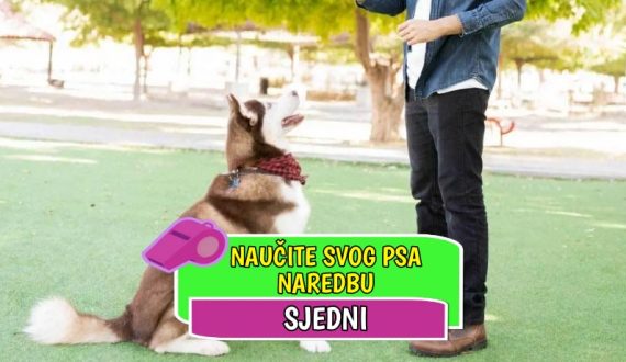 Naučite svog psa naredbu sjedni_