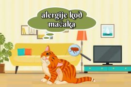 alergije kod mačaka