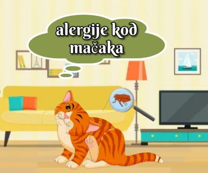alergije kod mačaka