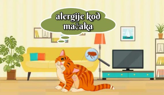alergije kod mačaka
