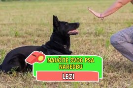 naučite svog psa naredbu lezi