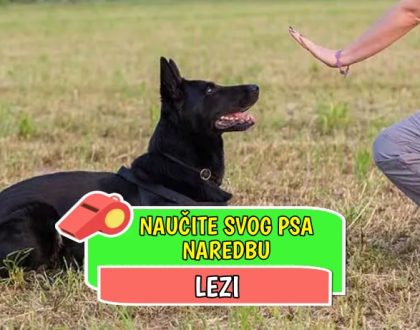 naučite svog psa naredbu lezi