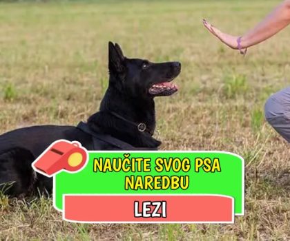 naučite svog psa naredbu lezi