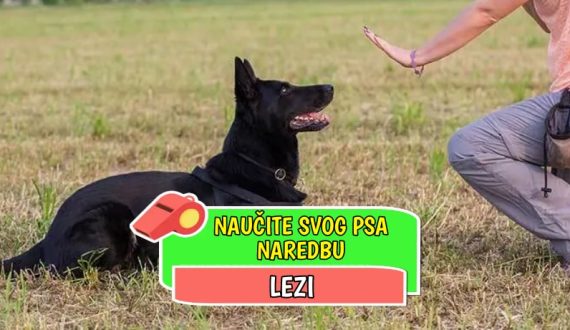 naučite svog psa naredbu lezi