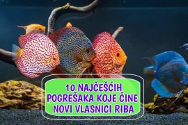 10 Najčešćih pogrešaka koje čini novi kupac riba