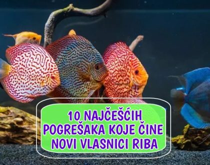 10 Najčešćih pogrešaka koje čini novi kupac riba