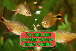 Što ribe jedu i od čega se pravi hrana za ribe