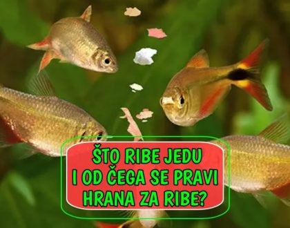 Što ribe jedu i od čega se pravi hrana za ribe