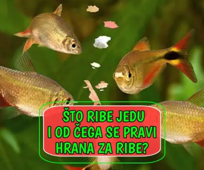 Što ribe jedu i od čega se pravi hrana za ribe