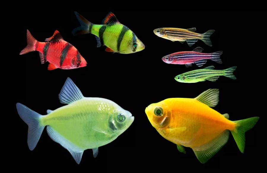 različite vrste riba_