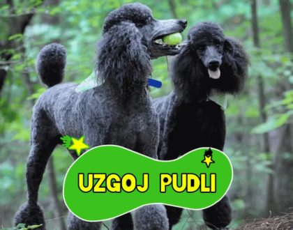 UZGOJ PUDLI