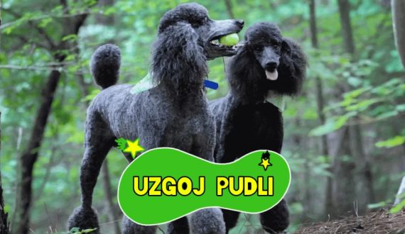 UZGOJ PUDLI