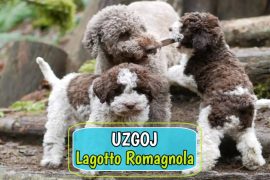 Uzgoj Logatto Romagnola