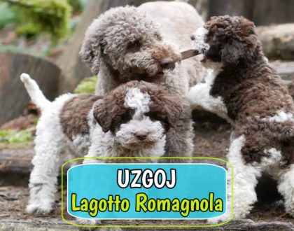 Uzgoj Logatto Romagnola