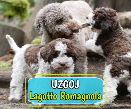Uzgoj Logatto Romagnola