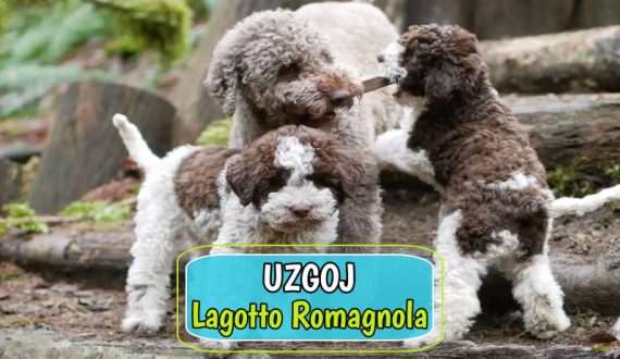 Uzgoj Logatto Romagnola