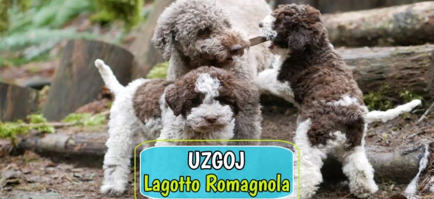 Uzgoj Logatto Romagnola