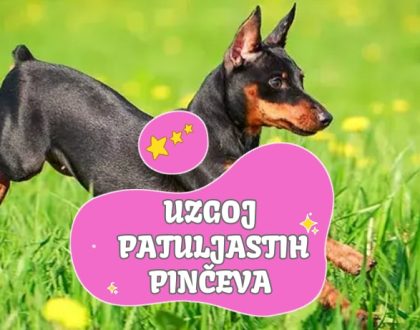 Uzgoj patuljastih pinčeva