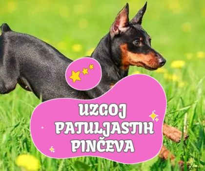 Uzgoj patuljastih pinčeva