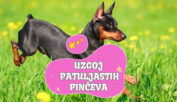Uzgoj patuljastih pinčeva