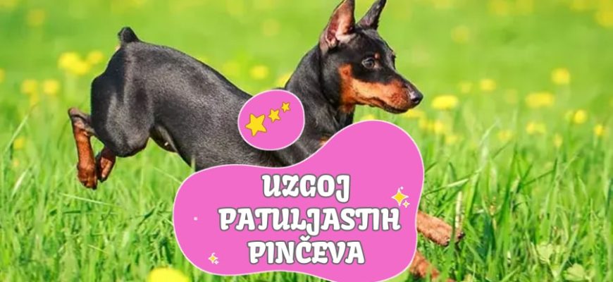 Uzgoj patuljastih pinčeva