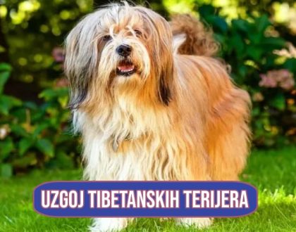 Uzgoj tibetanskih terijera