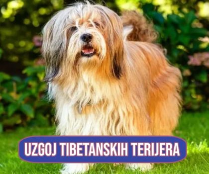 Uzgoj tibetanskih terijera