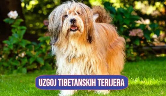 Uzgoj tibetanskih terijera