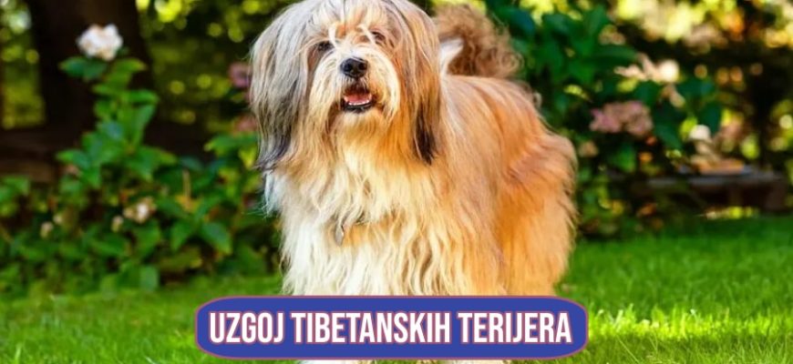 Uzgoj tibetanskih terijera