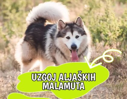 Uzgoj Aljaških Malamuta