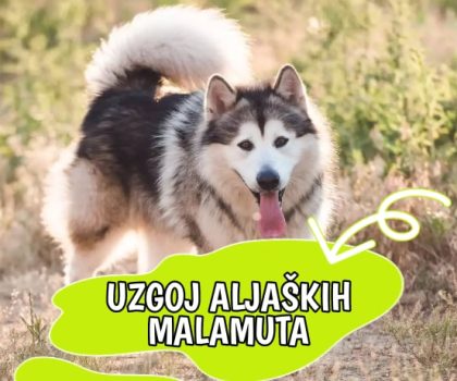 Uzgoj Aljaških Malamuta