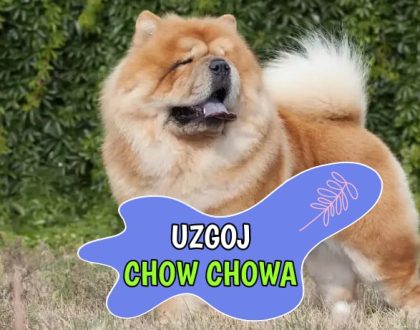 Uzgoj Chow Chowa