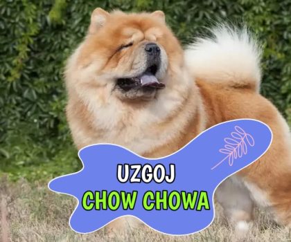 Uzgoj Chow Chowa
