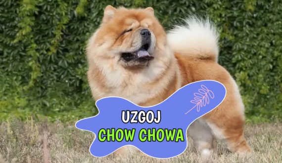 Uzgoj Chow Chowa