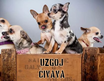 Uzgoj Čivava