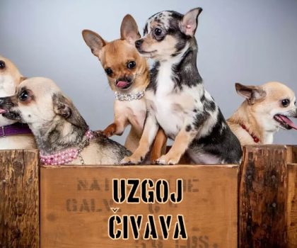 Uzgoj Čivava