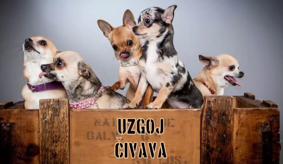 Uzgoj Čivava