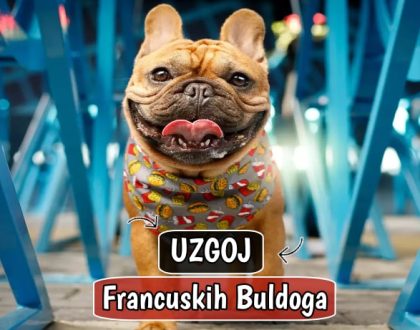 Uzgoj Francuskih Buldoga