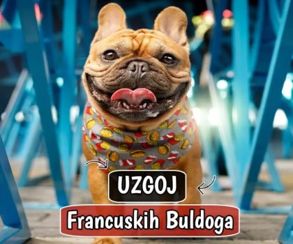 Uzgoj Francuskih Buldoga