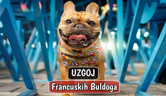Uzgoj Francuskih Buldoga