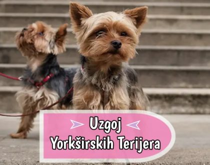 Uzgoj Jorkširski Terijera