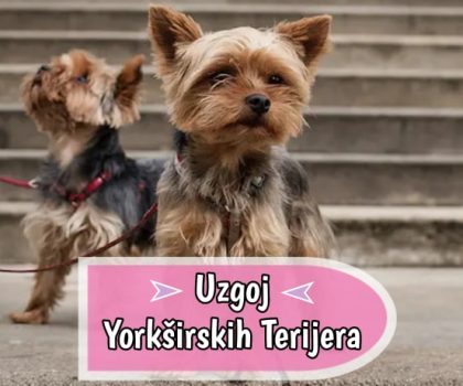 Uzgoj Jorkširski Terijera