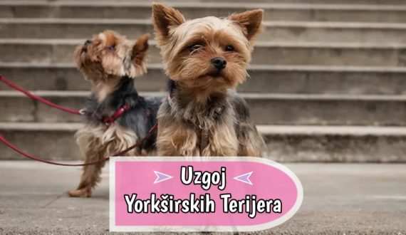 Uzgoj Jorkširski Terijera