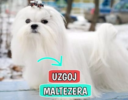 Uzgoj Maltezera